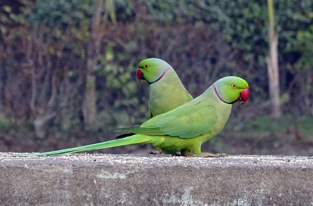 Parrots in Delhi - Delhi & Agra Short Tour