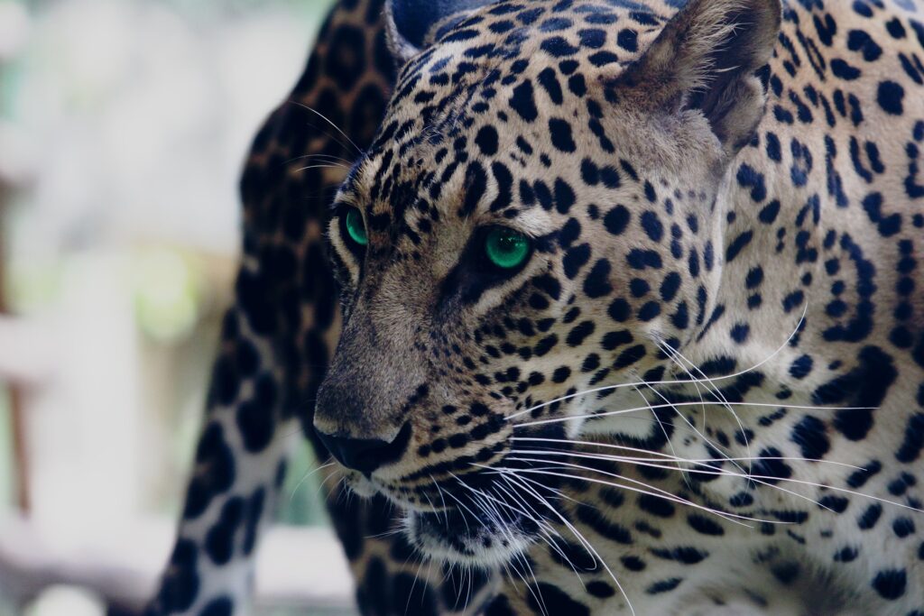 Jaguar - Tour to Spiritual North India