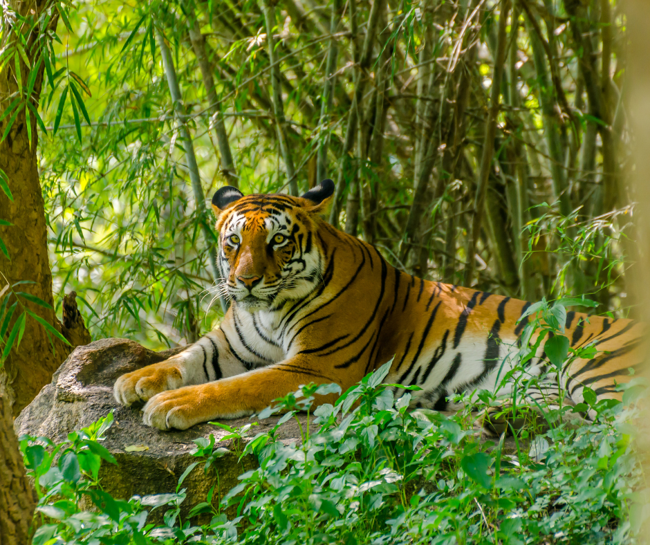 See Bengal Tigers in the wild - Tour to Diwali and dev diwali