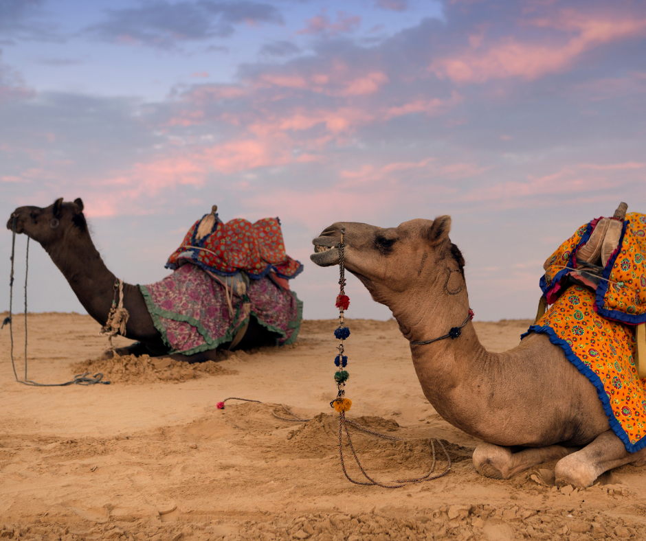 Unique Tour to Rajasthan - Camel Safari in the Thar Desert