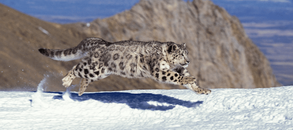 Running Snow Leopard - Snow Leopard Safari