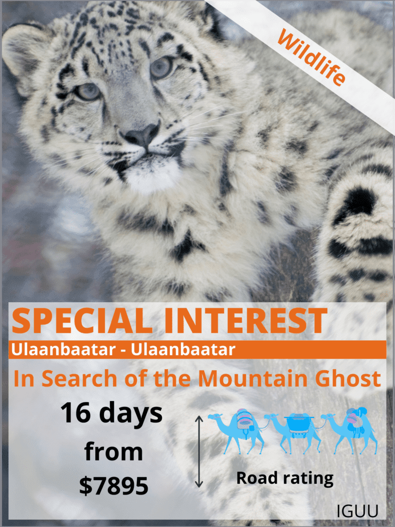 Snow Leopard Safari - In Search of the Mountain Ghost