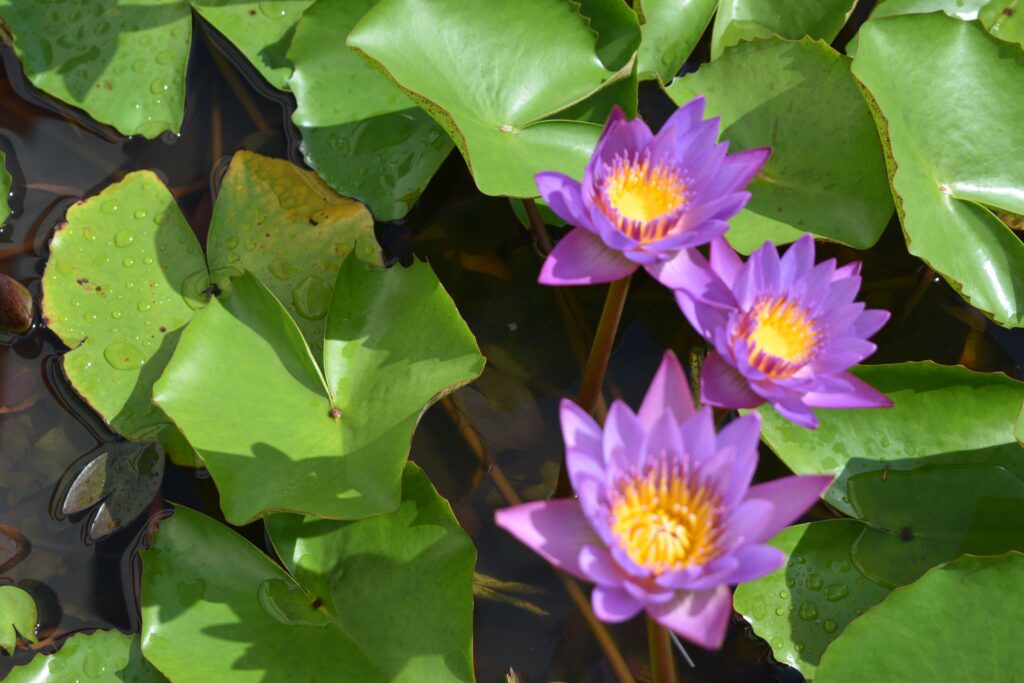Lotus Blossoms - In-depth Sri Lanka Tour