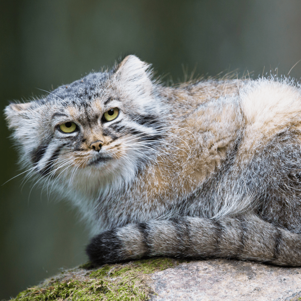 Pallas Cat - other wildlife on Snow Leopard Safari