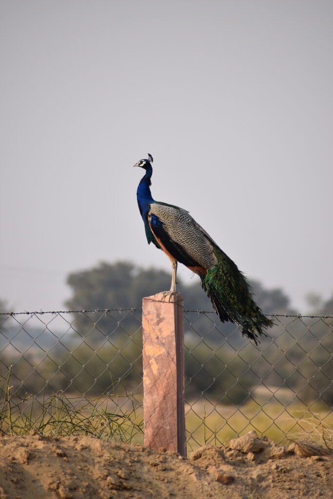 Peacock in the desert - Unique Tour to Rajasthan