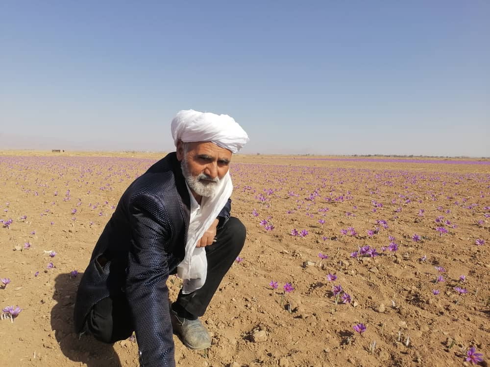 Join the saffron harvest - Iran Train Tour