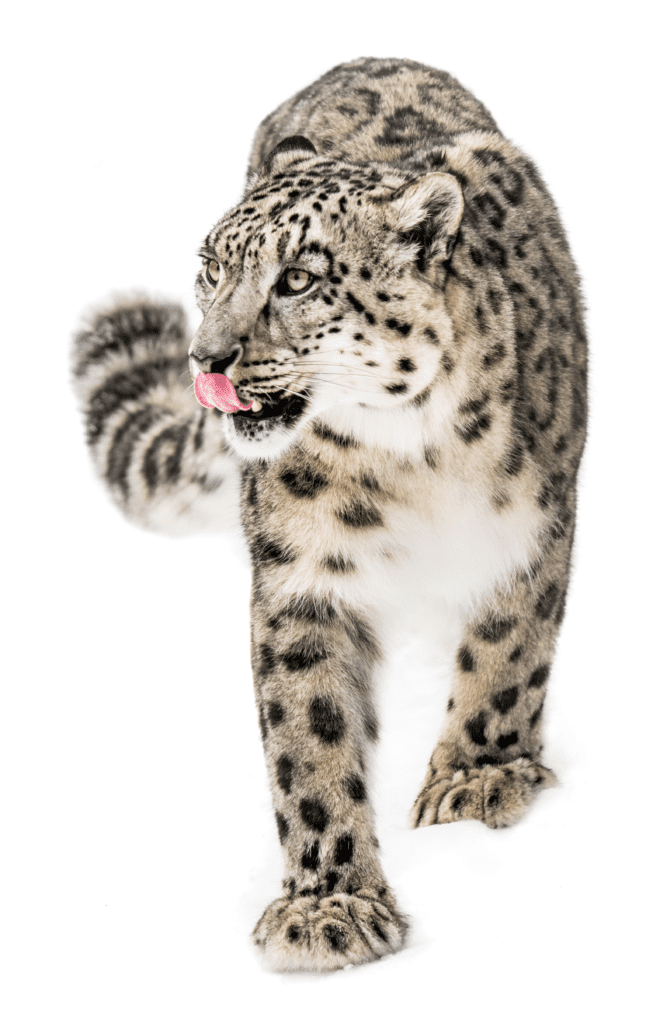 Snow Leopard Safari - Snow Leopard