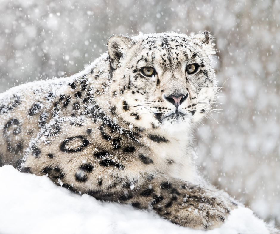 On Snow Leopard Safari