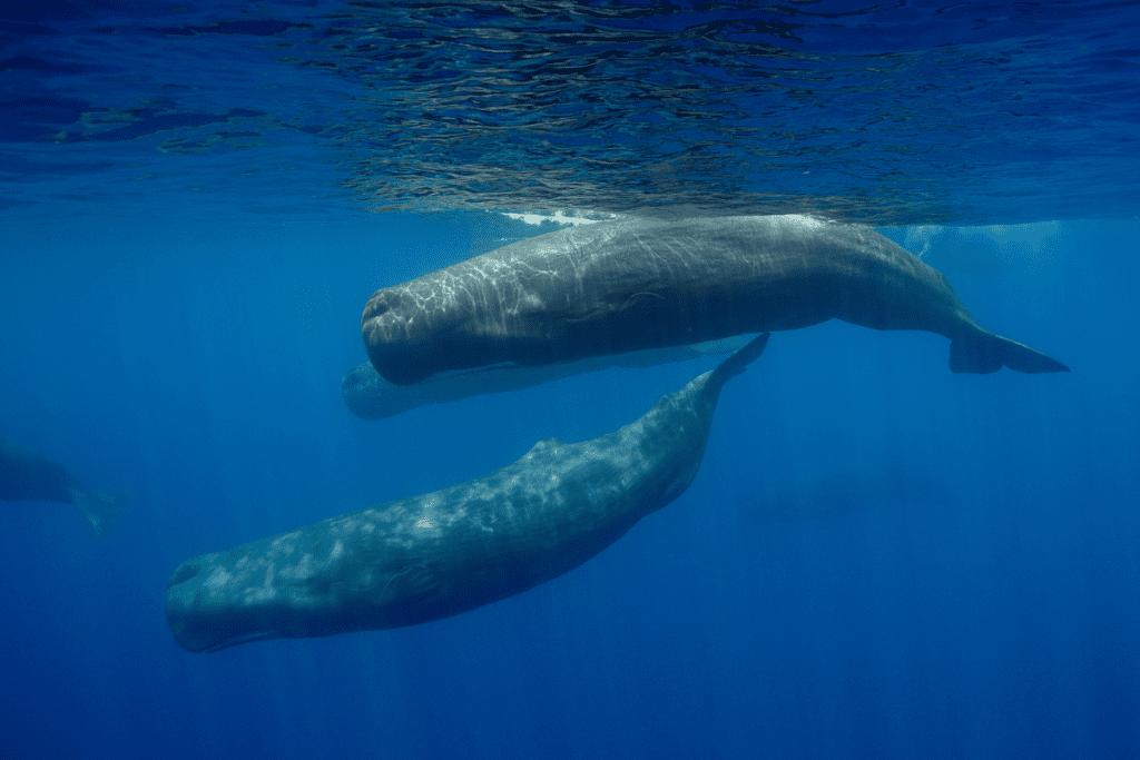 Unique tour of Sri Lanka - Whale Watching