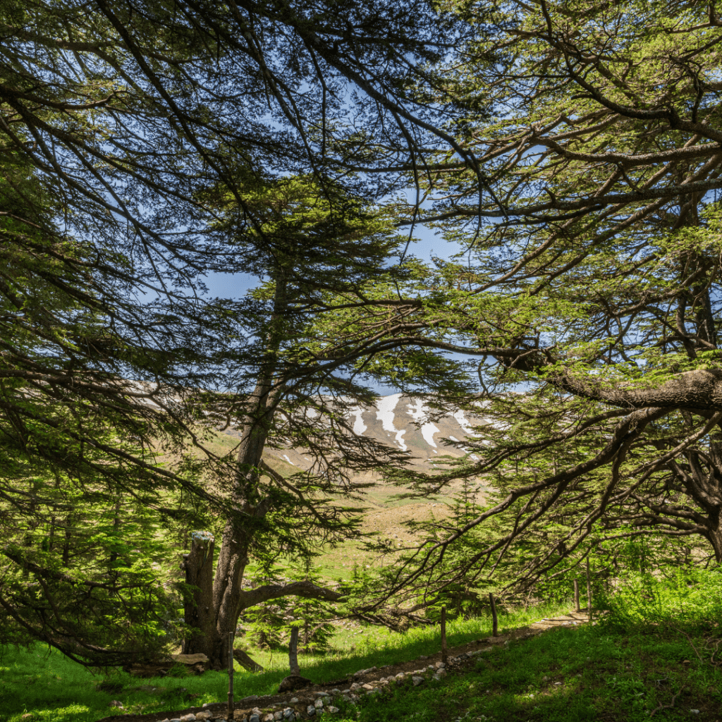 Cedars of God - luxury tour of Lebanon