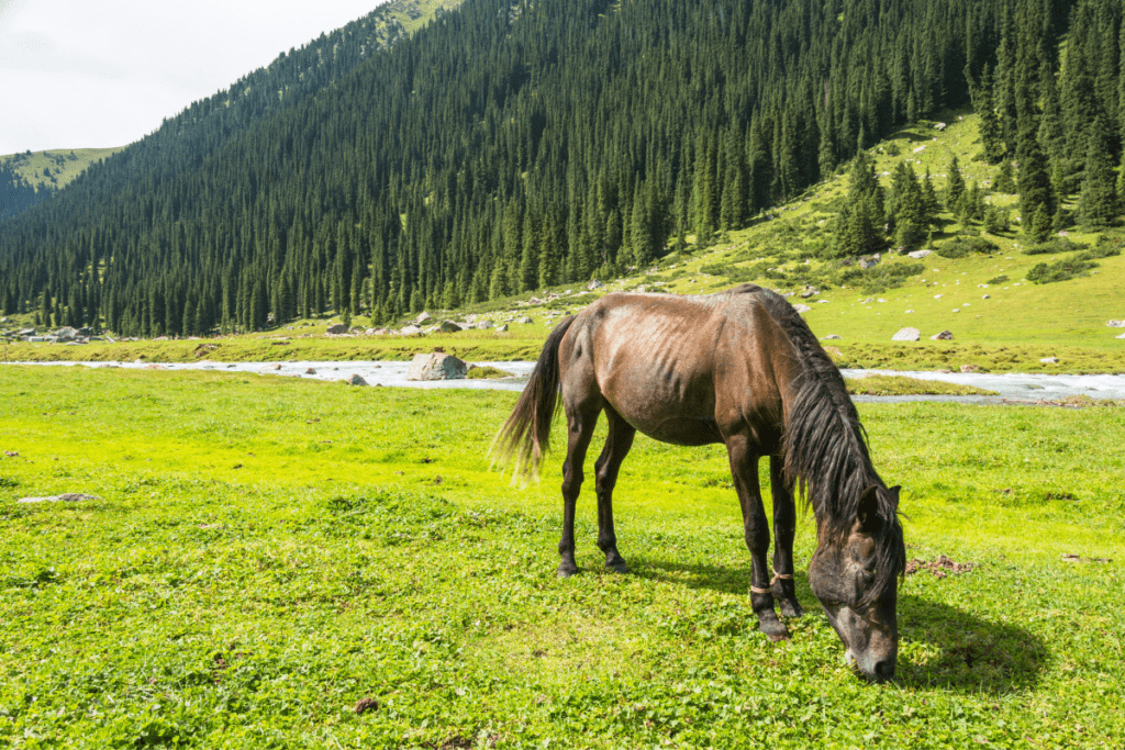 Horse of Kyrgyzstan - - Into the Wild. Kyrgyzstan Tour