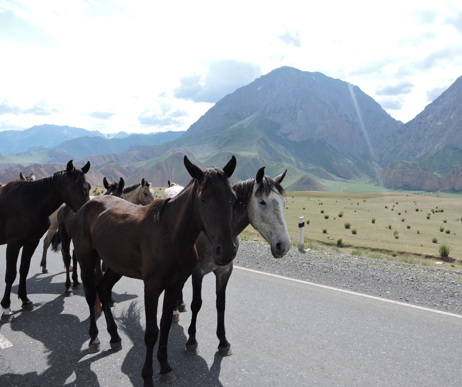Horses in the road - - Into the Wild. Kyrgyzstan Tour