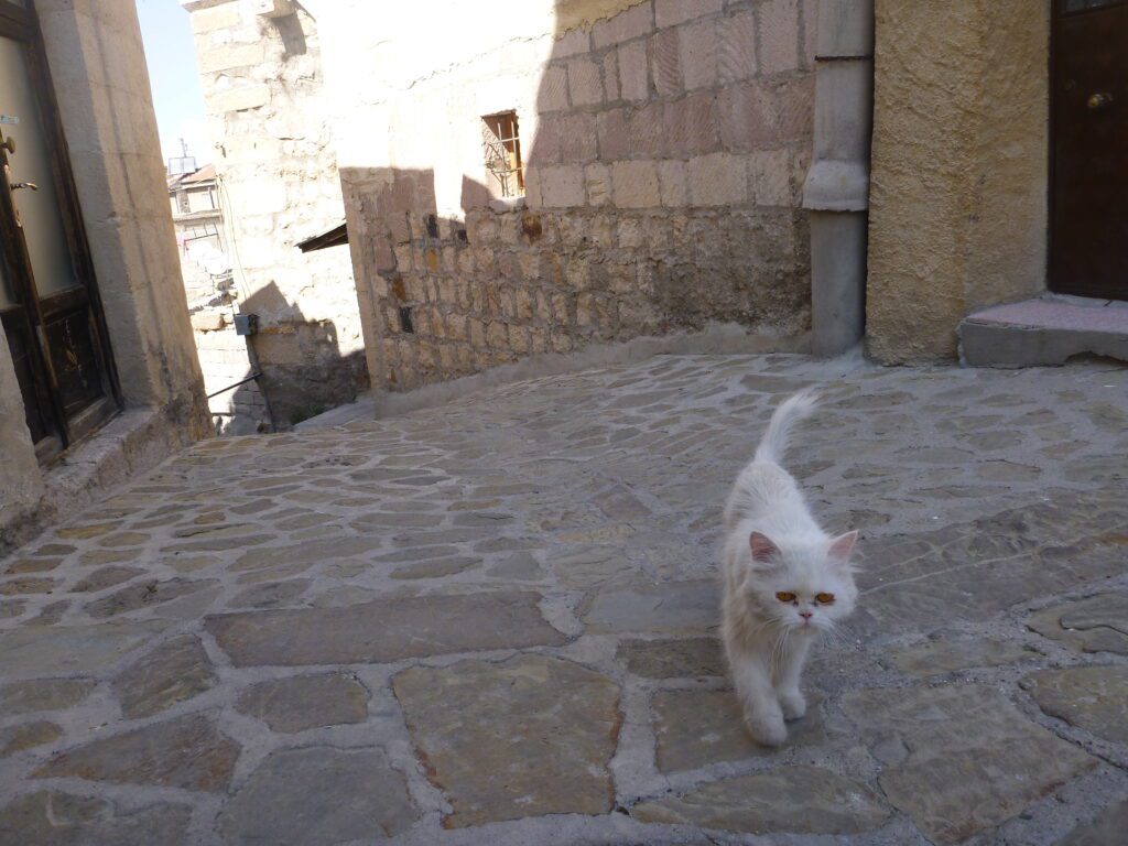 Stray cat wandering around Goreme