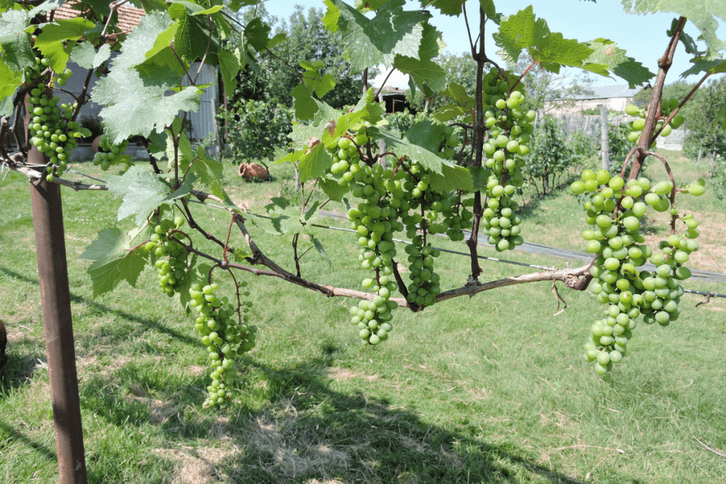 Grapes at Iago's Winery - Georgian Wine Tour