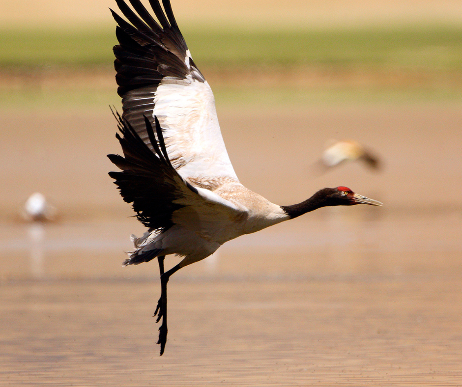 tour of bhutan - black necked crane