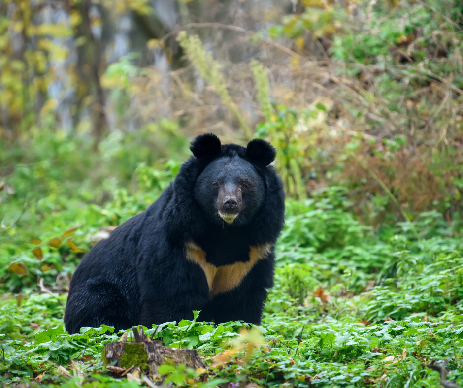 Asiatic Black Bear - Laos Adventure Tour