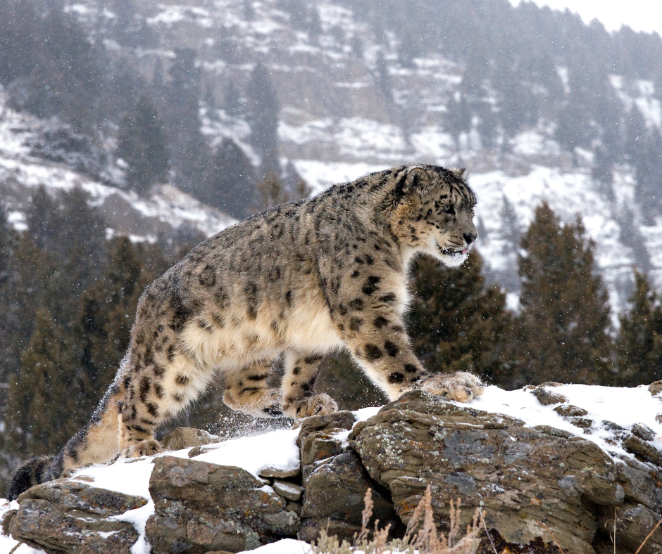 Snow leopard safari
