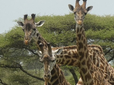 Giraffes - Luxury safari tour