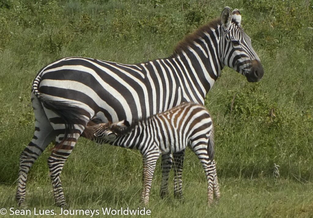 Zebra - the Great Migration