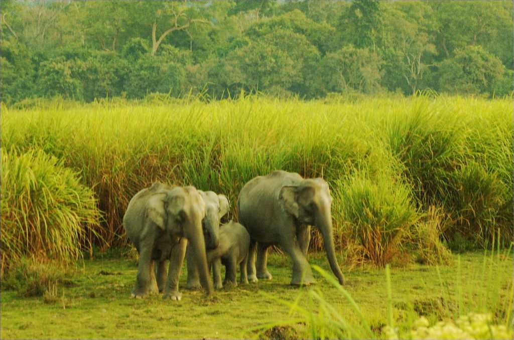 Elephants in Kazaringa